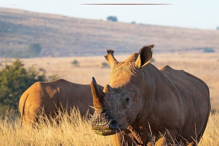 Rhino & Lion Nature Reserve  - Photo 1 of 20